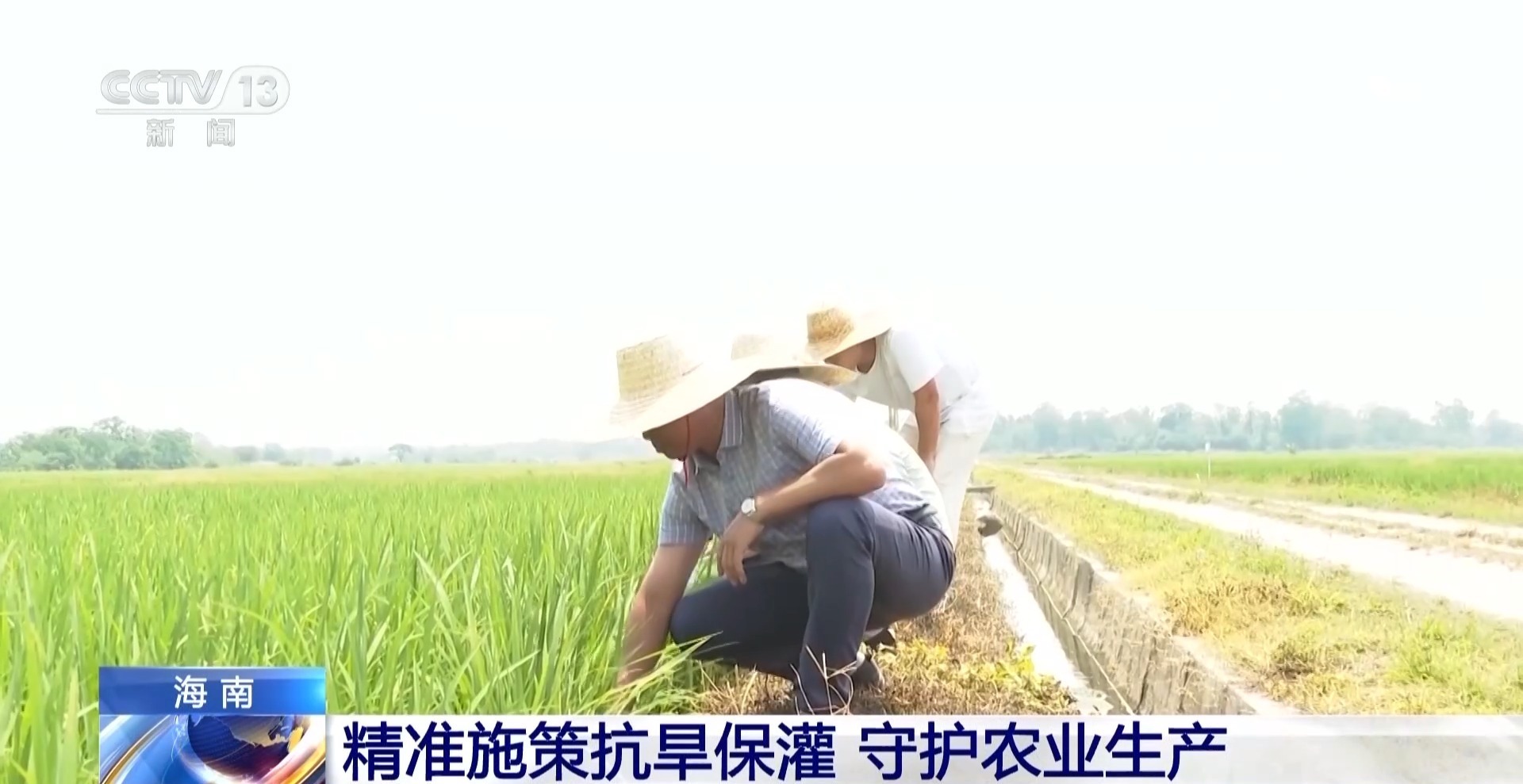 应对高温“烤”验 海南农业防暑抗旱打出“组合拳”