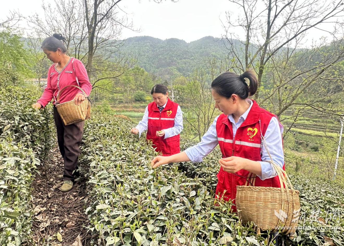 小河溪收费站志愿服务助力茶农纾困增收