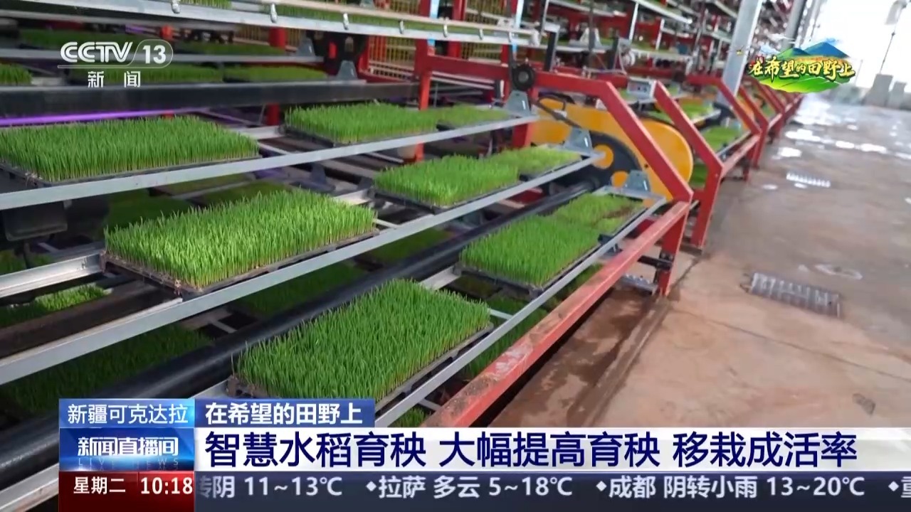 秧苗坐上“摩天轮” 智能育秧工厂一体化管理省时省力又增产