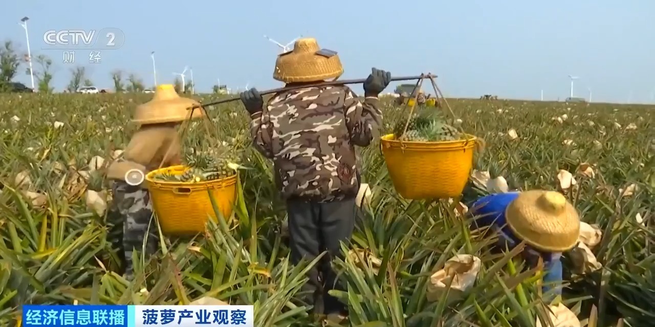 “菠萝的海”丰收了 全国三分之一的菠萝来自这里