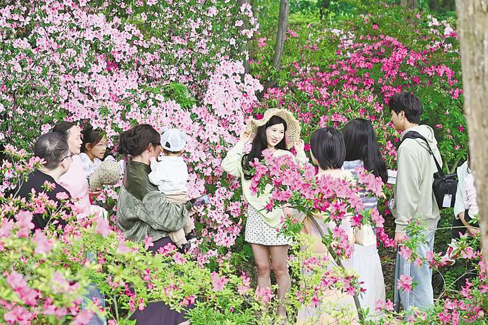  武汉植物园7万株杜鹃绚烂绽放