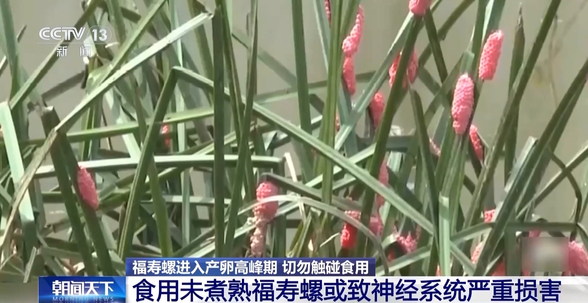 体内藏数千寄生虫！福寿螺进入产卵高峰期 切勿触碰食用