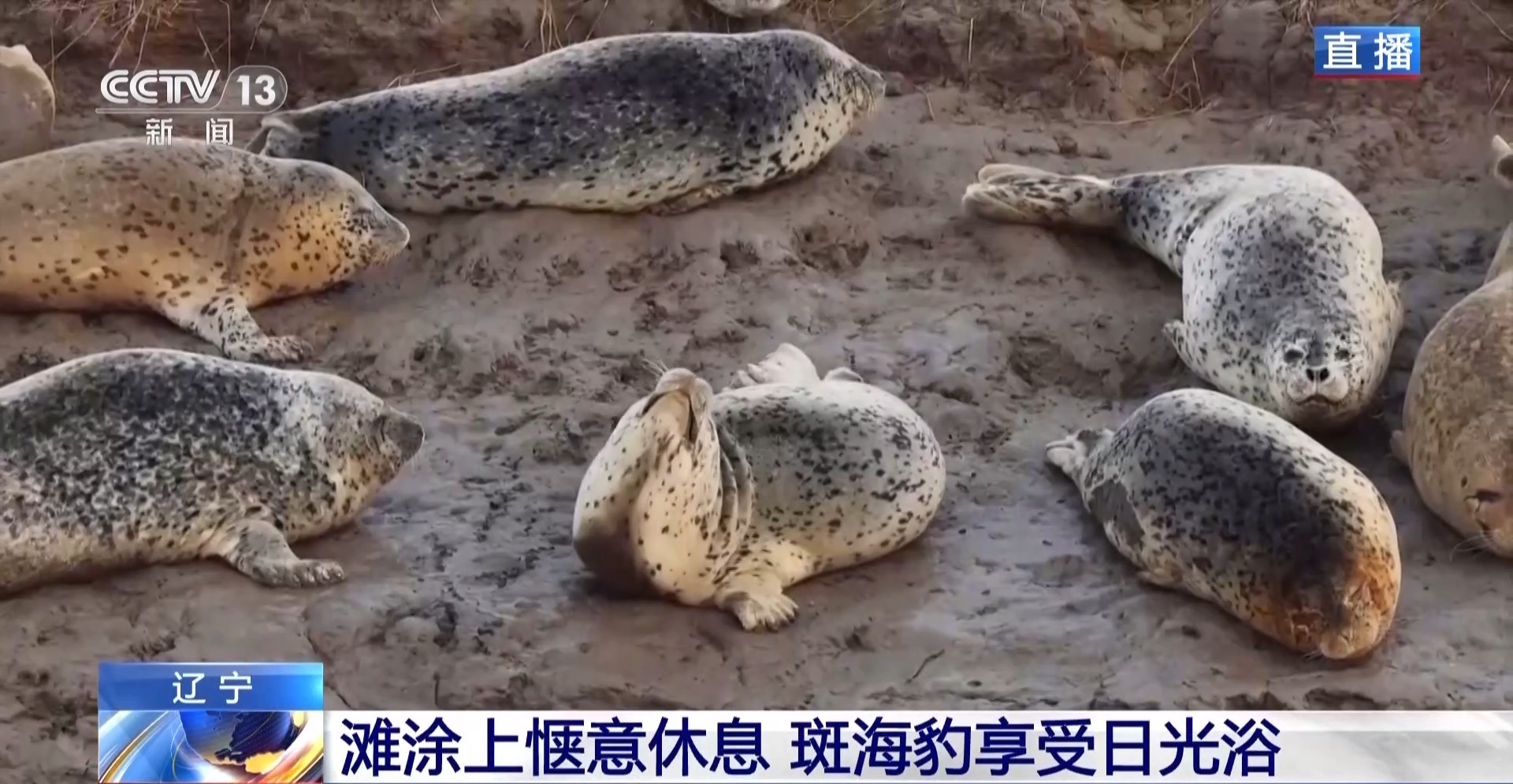 晒日光浴、学生存技能 超800只野生斑海豹现身辽东湾(图3)