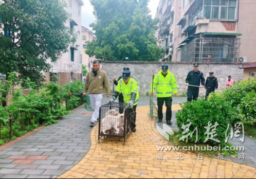  京山市新市街道开展流浪犬只专项抓捕行动