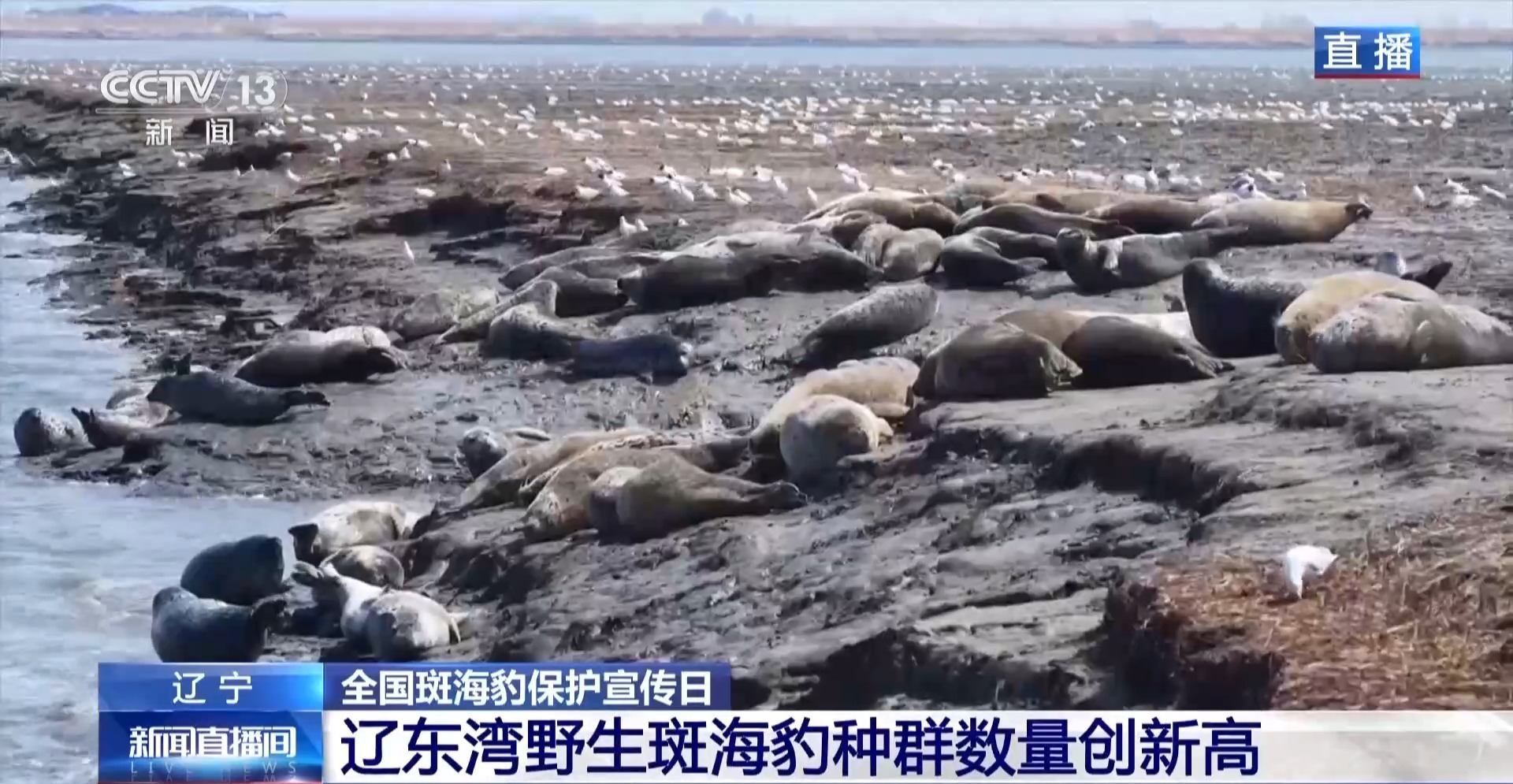 晒日光浴、学生存技能 超800只野生斑海豹现身辽东湾(图7)