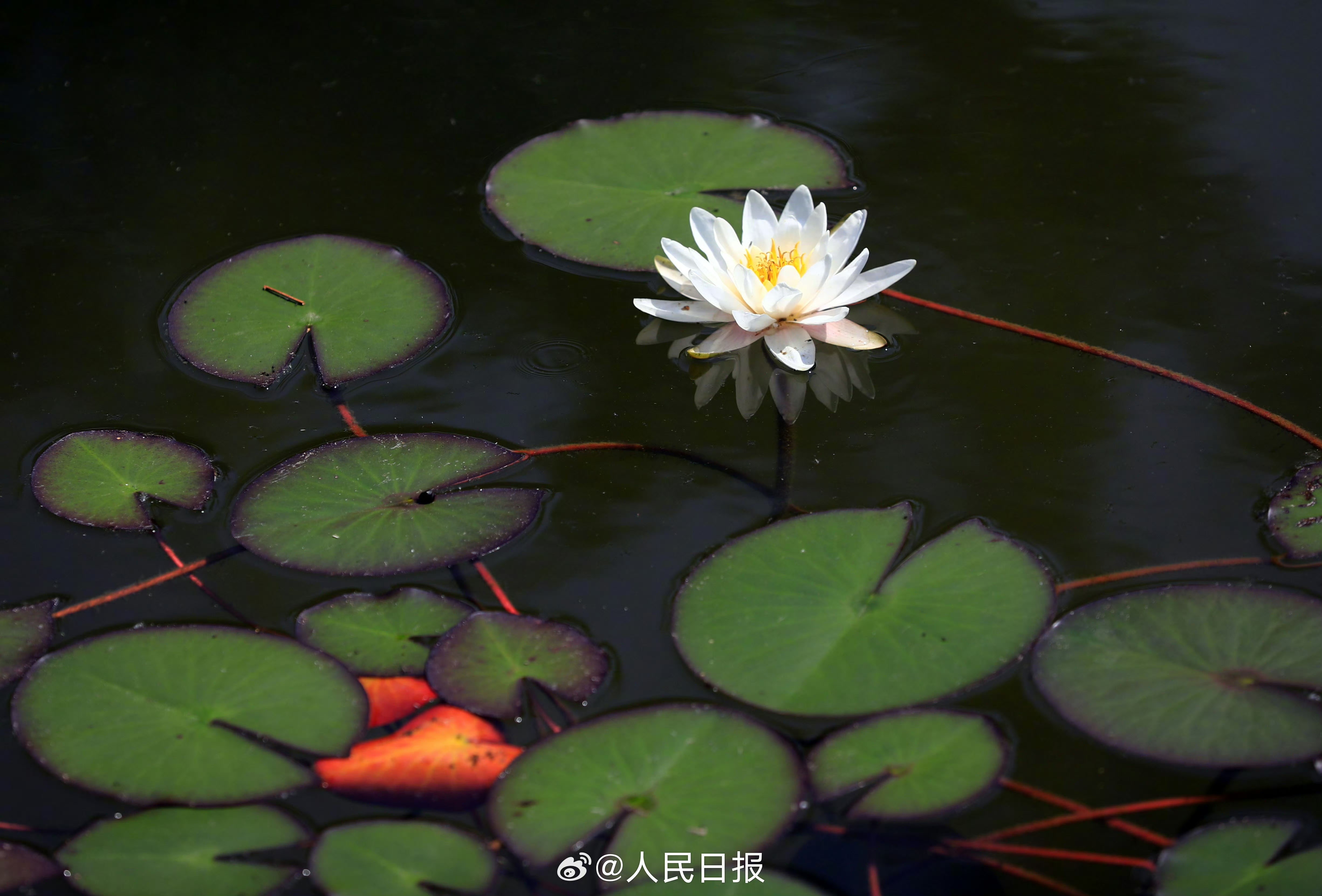头像先存了！睡莲悄然开放美成油画