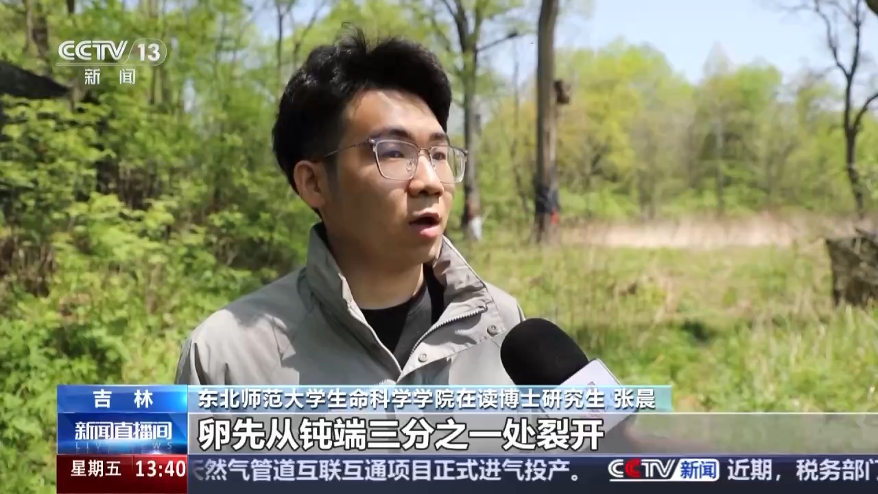 孵化进行时！看总台记者记录中华秋沙鸭的珍贵画面