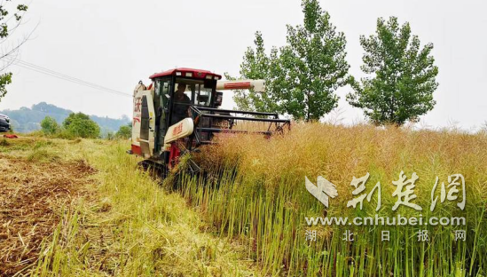 京山市打造油菜生产全程机械化示范区