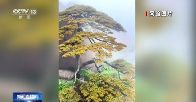 “黄山迎客松开花如披黄金甲”视频热传 实为往年素材