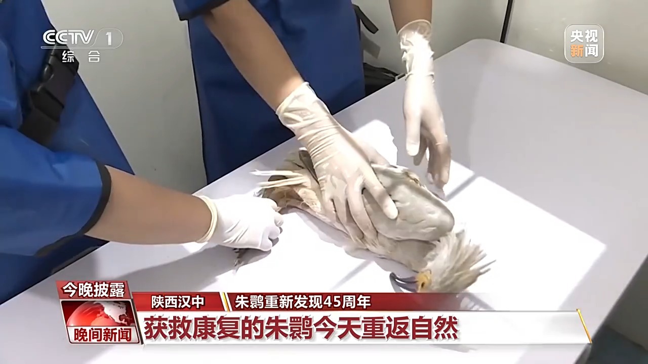 从7只到种群破万 45年保护让朱鹮“孤羽重生”