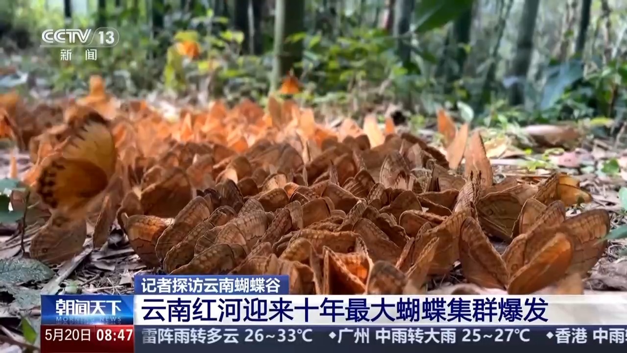 十年最大蝴蝶集群爆发！一起到云南红河赏蝴蝶