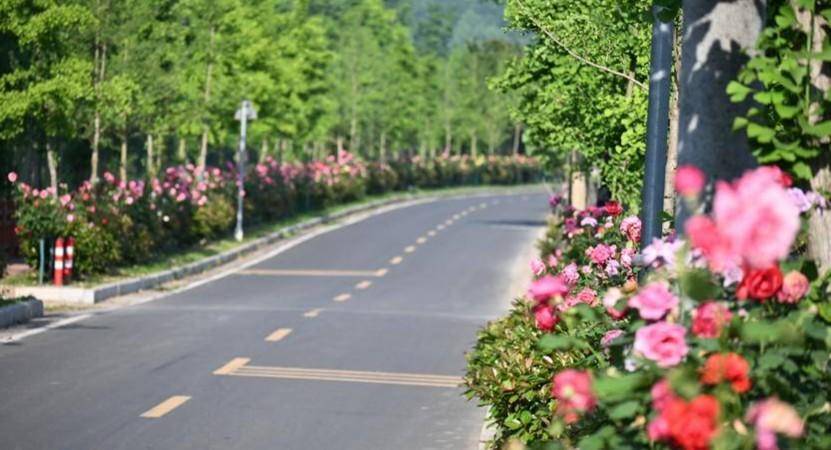 月季花谢幕 格桑花登台!谷城五山邀您来走“花路”