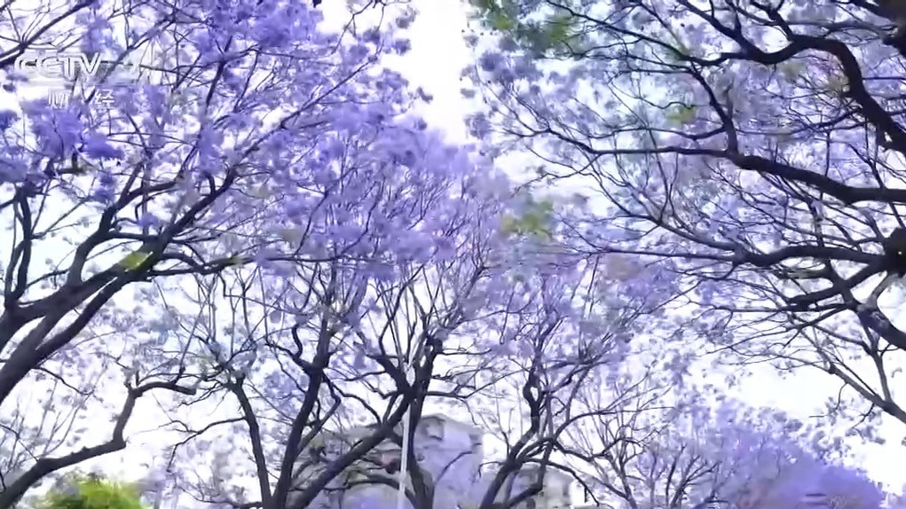 从国外引种到落地生根 一株蓝花楹如何撬动文旅消费？
