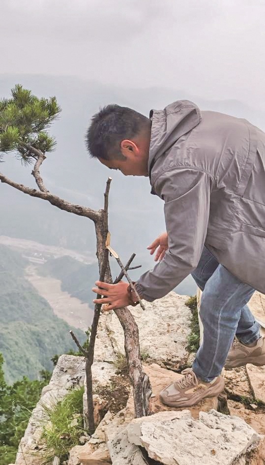 南太行红旗尖的网红小松树回来了 村民猜测此前可能是被人偷挖