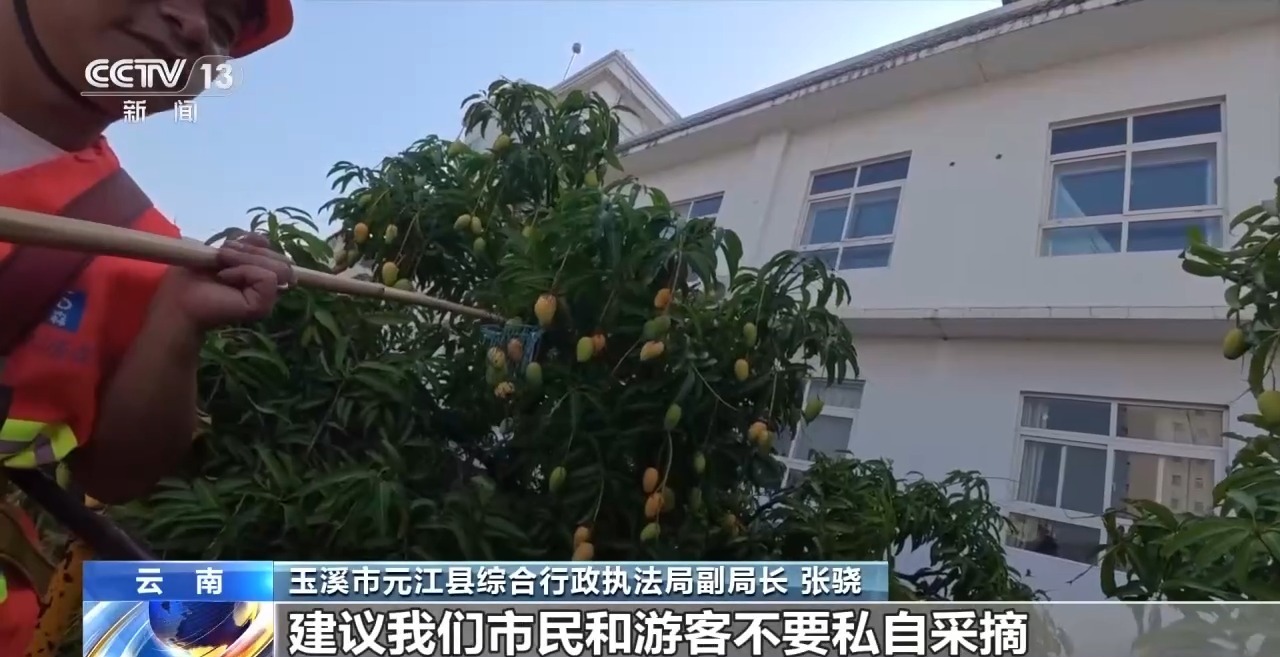 蓝花楹开、行道树挂果、推窗见绿云南城市绿化氛围感拉满(图9)
