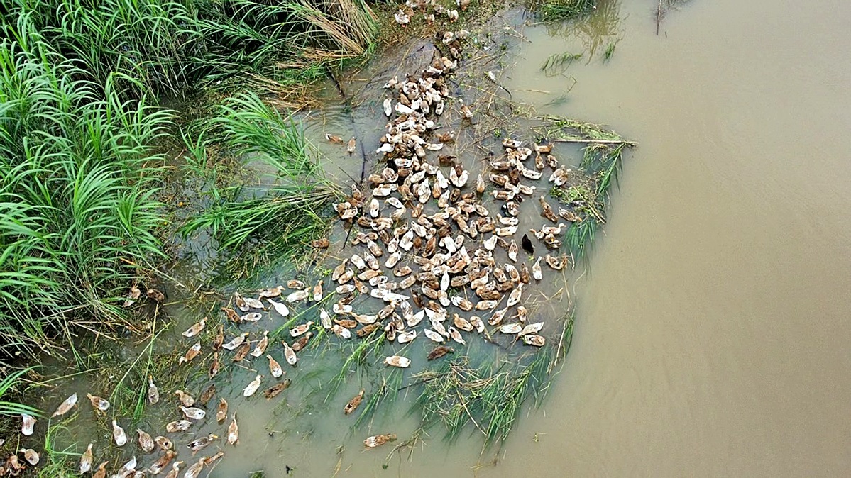 府澴河走失鸭群现身朱家河水域