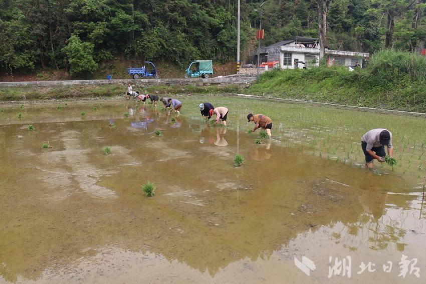 来凤县三胡乡：“转转工”互助抢农时 水稻栽种忙不停