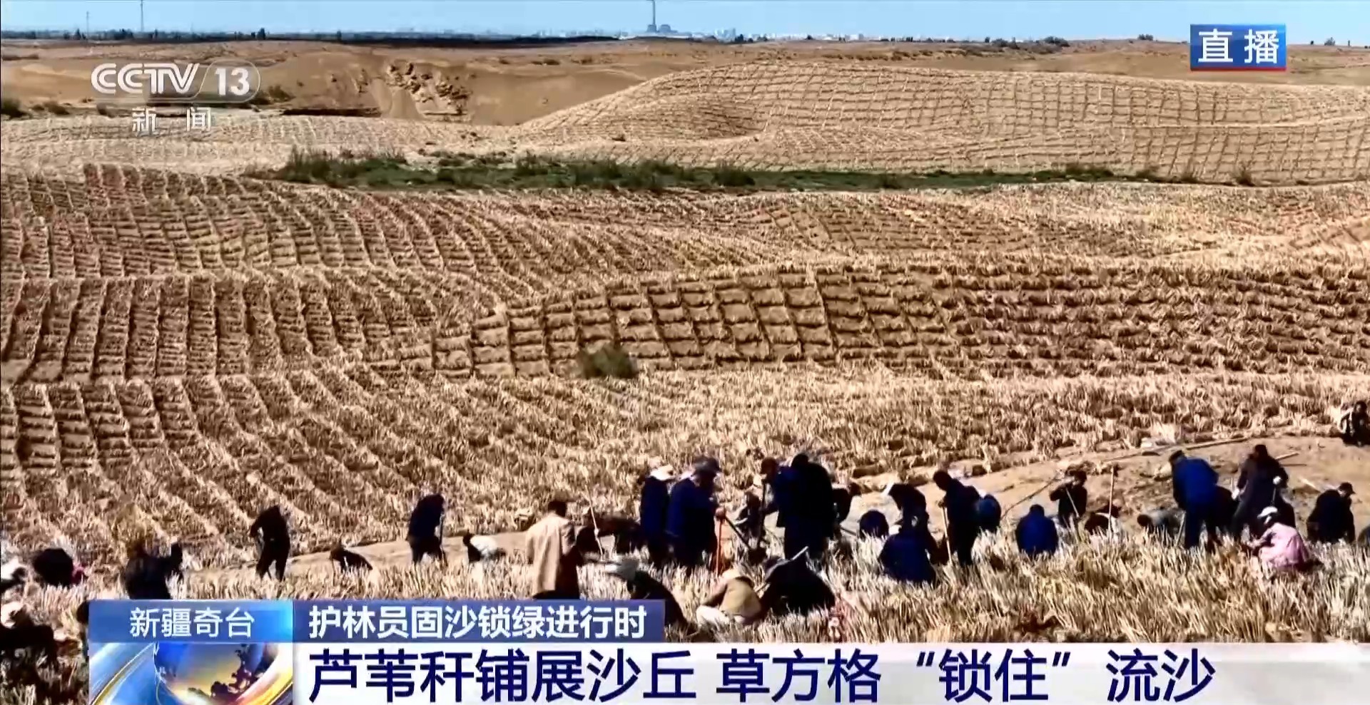 沙海变花海 揭秘古尔班通古特沙漠的“锁沙”密码
