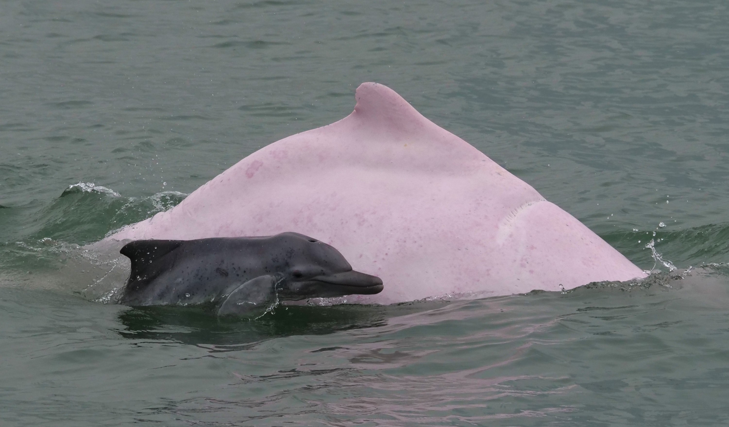 从白海豚到红树林   海洋生物多样性保护中国在行动