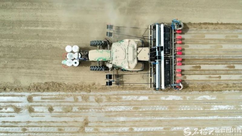  新疆棉花苗情长势良好 全年总产将稳定在560万吨左右