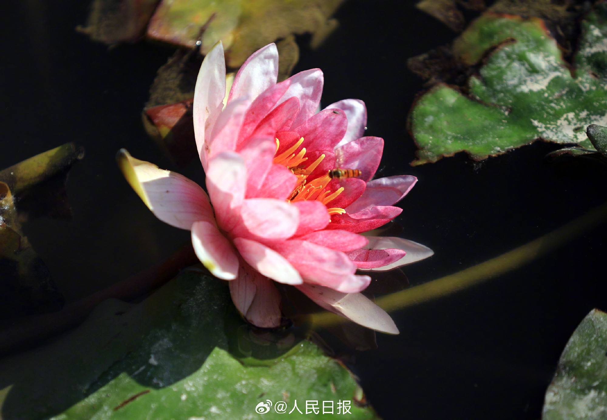 好运“莲莲”！油画质感的睡莲开了一池