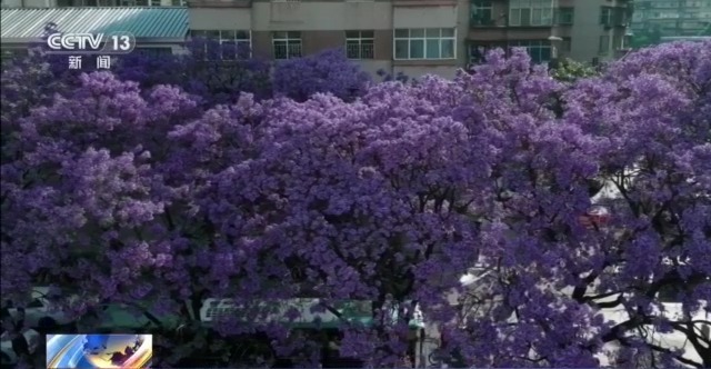 蓝花楹开、行道树挂果、推窗见绿云南城市绿化氛围感拉满(图2)