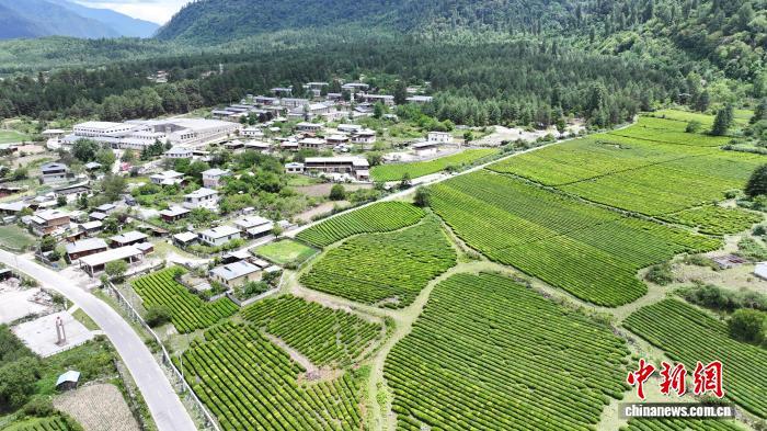（滇藏公路50年）西藏易贡茶场蝶变 茶香飘出文旅新天地