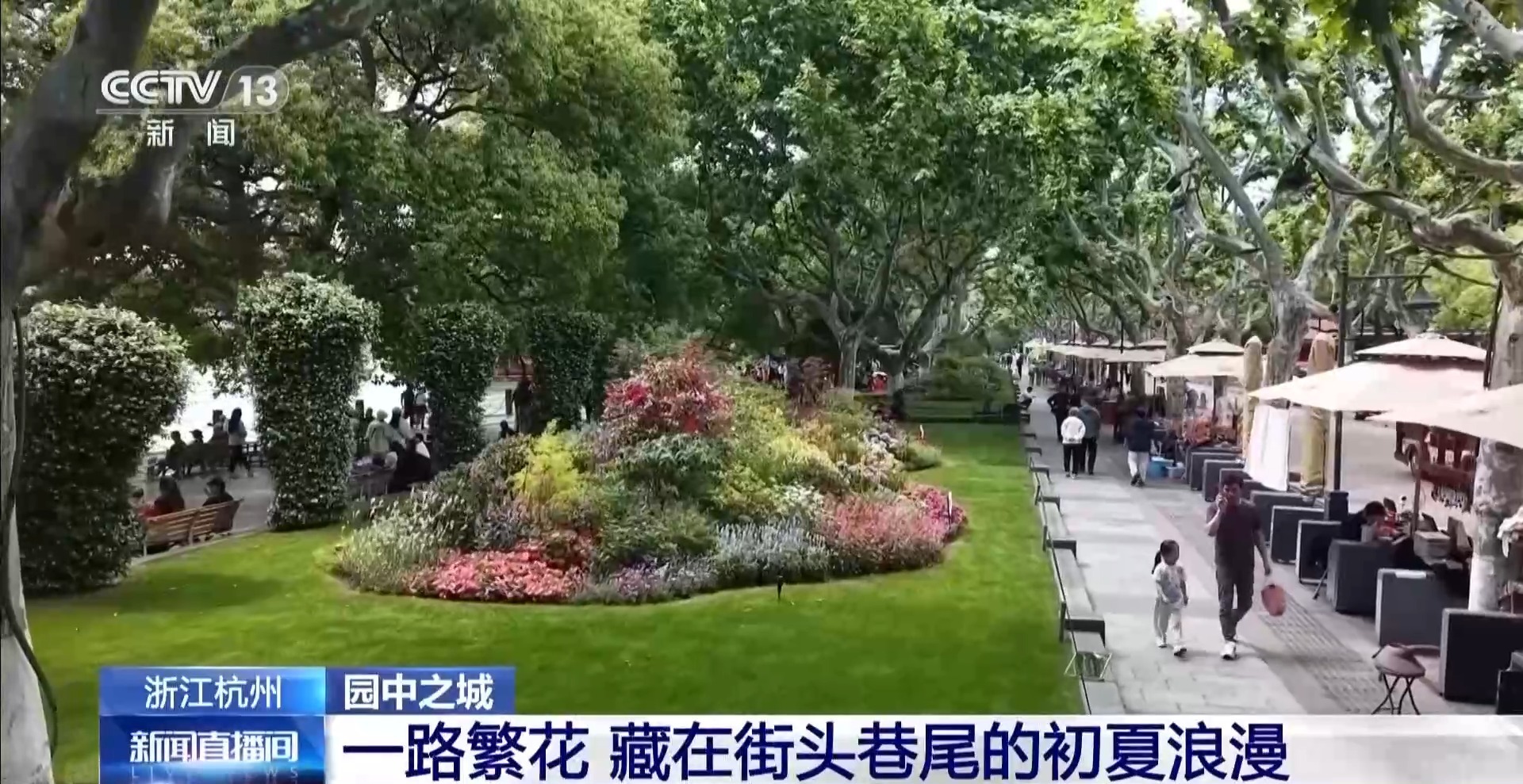 城市绿化带变身“花海园林” 一草一木都是匠心设计