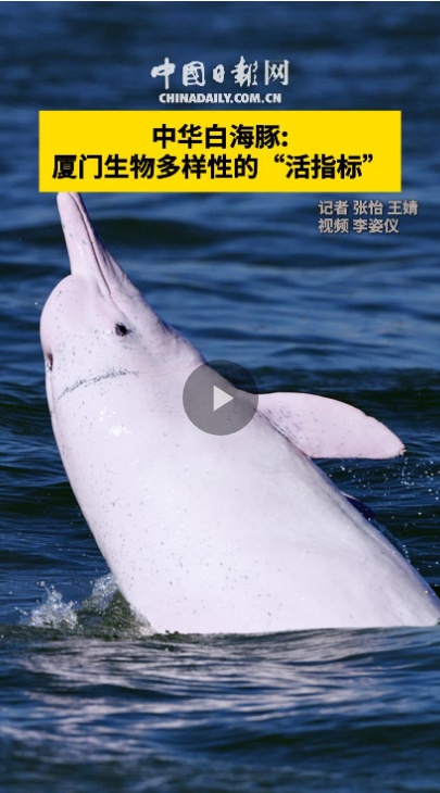 White dolphins flourish in waters off Xiamen