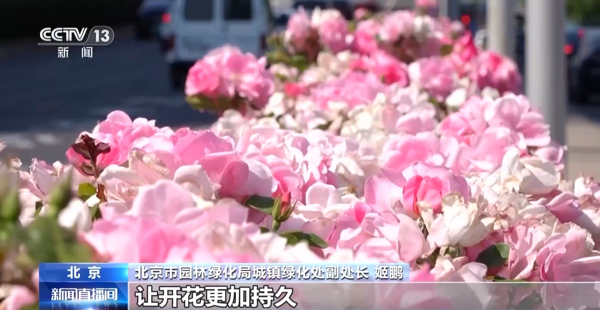  推窗见绿沿路观花 月季“约定”勾勒出首都浪漫“边框”
