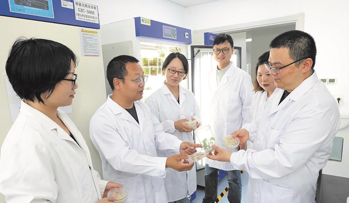 告别“靠天吃饭”！湖北医药学院攻克核心技术 秦巴珍稀药材可在瓶子里“种”
