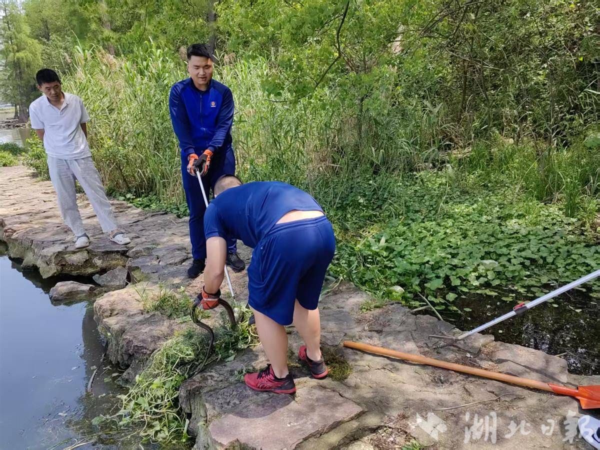 幼鸟落巢别急着捡！洪山城管发布野生动物救助提示