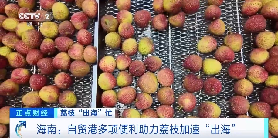 证件可以“云签发” 自贸港多项便利助力海南荔枝出口