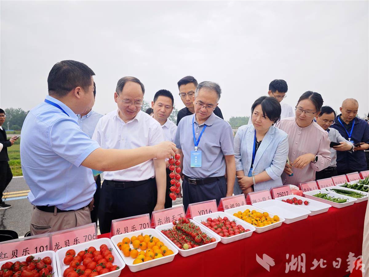 探秘湖北高品质蔬菜生产：一颗菜里的“硬核”科技，比你想象的更颠覆