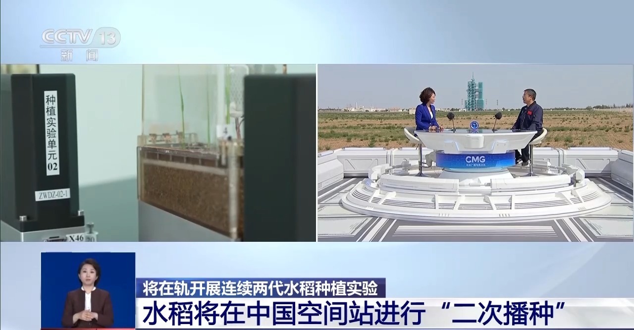  空间站为何“二次播种”水稻？专家详解