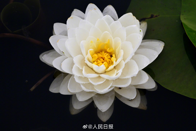 转给相亲相爱一家人！高能量花开富贵头像