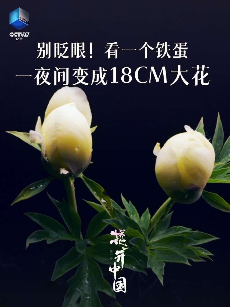 花开中国丨只需一晚，“铁蛋”开成18厘米大花