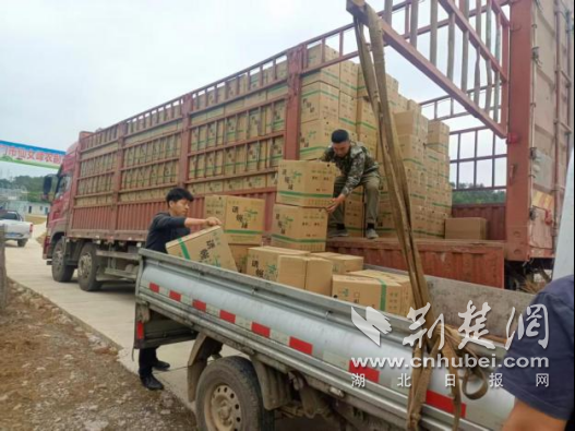荆门市漳河新区全面开展柑橘大实蝇绿色防控工作