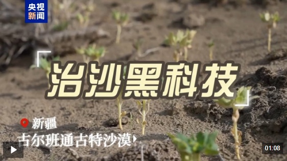 视频丨流沙变稳固还能跳高 揭秘新疆棉花秆治沙硬核技术