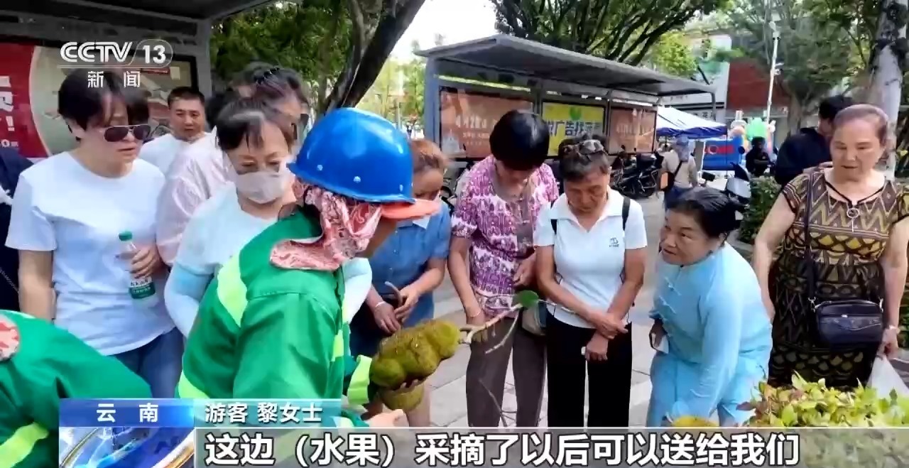蓝花楹开、行道树挂果、推窗见绿云南城市绿化氛围感拉满(图7)