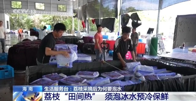  荔枝采摘后为何要泡水？专家解答→