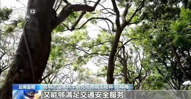 蓝花楹开、行道树挂果、推窗见绿云南城市绿化氛围感拉满(图5)