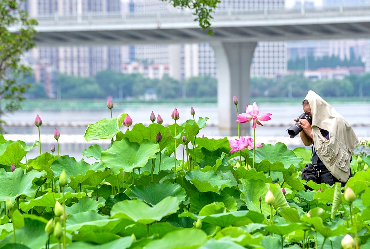 武汉沙湖公园荷花悄然绽放