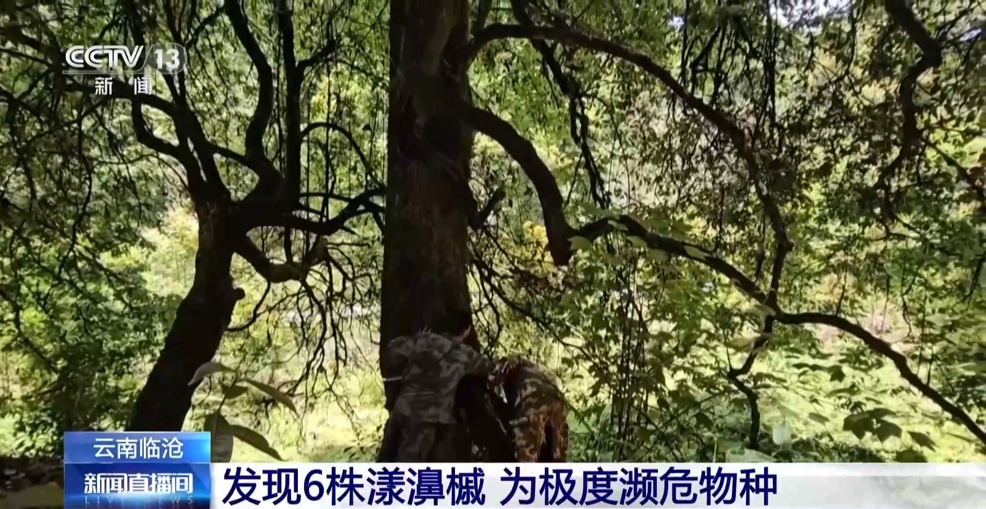 最高“身高”超20米 云南发现6株极度濒危物种漾濞槭