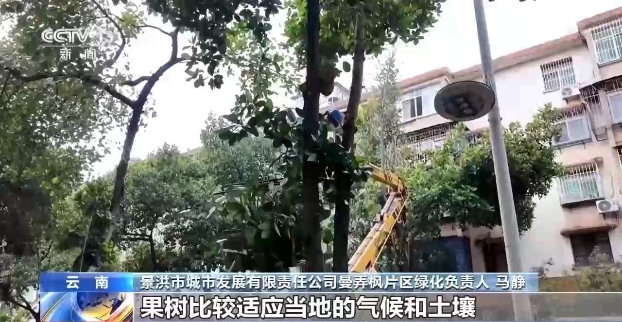 蓝花楹开、行道树挂果、推窗见绿云南城市绿化氛围感拉满(图8)