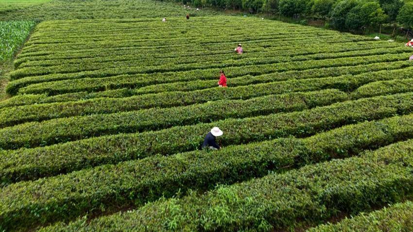  高山有机茶香飘海外！谷城玉皇剑茶业拿下欧盟“入场券”