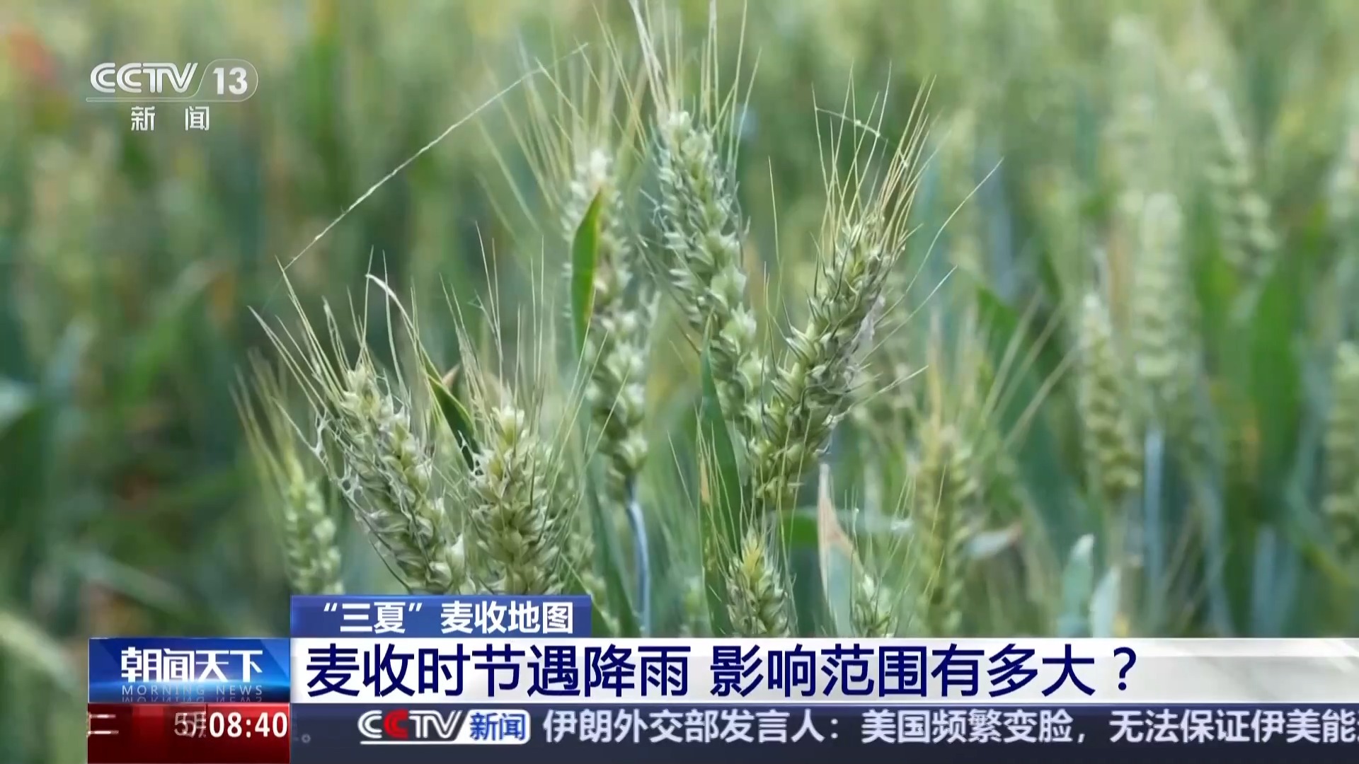 麦收时节遇降雨 影响范围有多大？专家解读