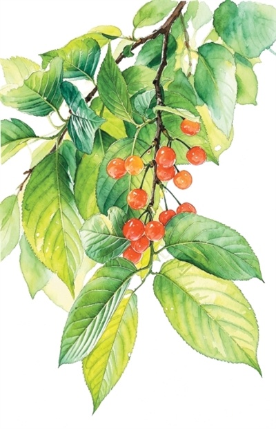 小满时节，吃这道养生菜正合适