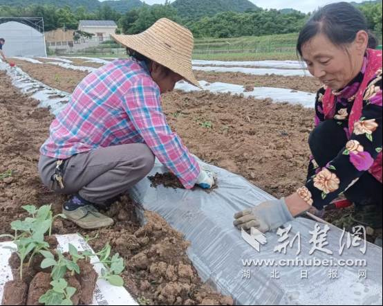 京山市杨集镇：黄心西瓜移栽忙