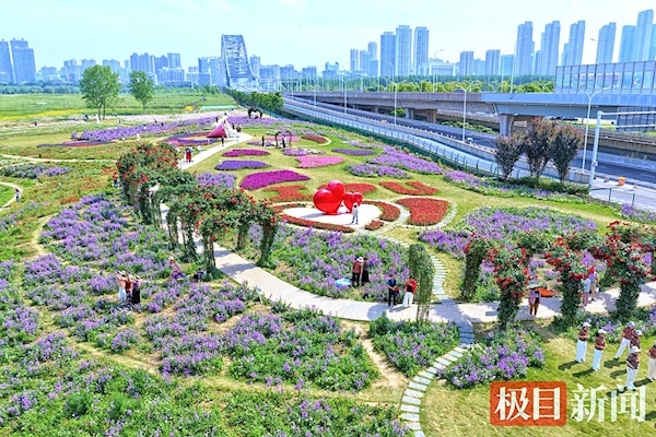 汉阳3万平方米花海盛放 6月中旬前都可前往打卡